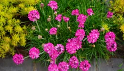 Trávnička (Armeria)