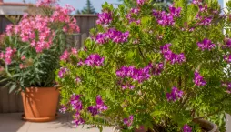 Vítod myrtolistý (Polygala myrtifolia) 