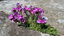 Nemléč alpský (Erinus alpinus) 