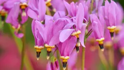 boží květ (Dodecatheon)