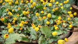 Plamatka zelná (Spilanthes oleracea nebo Acmella oleracea) 