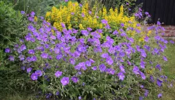 Kakost 'Rozanne' (Geranium 'Rozanne') 