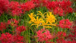 pavoučí lilie (Lycoris)