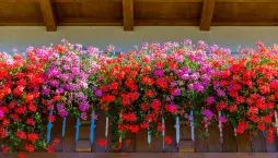 Pelargonie na balkóně a krása jejich květů