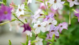 tabák křídlatý (Nicotiana alata) 