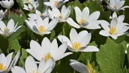 Krevnice, krvavěnka kanadská (Sanguinaria canadensis) 
