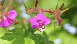 Kakost oddenkatý (Geranium macrorrhizum) 
