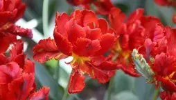 Tulipány po odkvětu