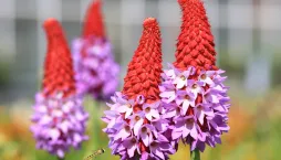 Prvosenka vstavačokvětá (Primula vialii) 