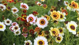 Kopretina kýlnatá (Chrysanthemum carinatum)