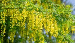 Štědřenec odvislý (Laburnum anagyroides)