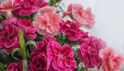 Karafiát (Dianthus) 