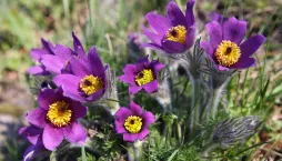 Koniklec jarní (Pulsatilla vernalis)