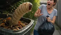 Nejčastější příčiny larev v popelnici a jednoduché triky, jak jim předejít