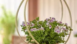 Nejkrásnější nápady na zavěšení muškátů v boho stylu, větve i recyklované dekorace
