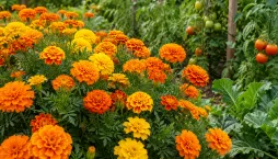 afrikán (Tagetes) 