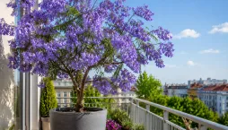 Žakaranda mimózolistá (Jacaranda mimosifolia) 