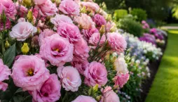 Eustoma velkokvětá (Eustoma grandiflorum)