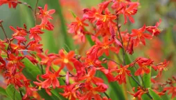 Montbrécie (Crocosmia)