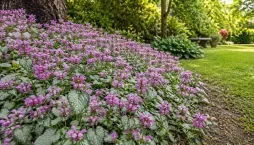 Hluchavka skvrnitá (Lamium maculatum) 