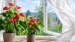 Anturie (Anthurium) 