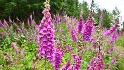 Náprstník červený (Digitalis purpurea) 