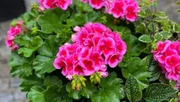 Nejkrásnější pelargonie do truhlíků i záhonů, které kvetou celé léto a slimáky příliš nelákají