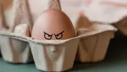 Uskladnění vajec přes léto