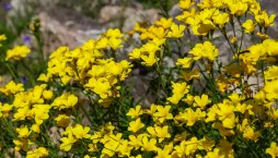 zlatý len (Linum flavum) 