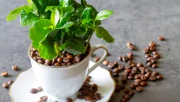 Coffea arabica 