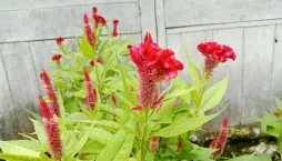 Nevadlec (Celosia) 