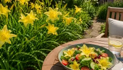 denivka citronová (Hemerocallis citrina) 