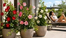 mandevila (Mandevilla splendens)