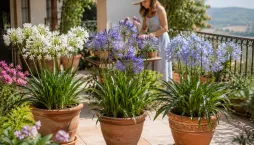 kalokvět (Agapanthus)