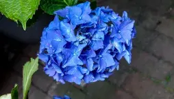 Pěstování hortenzií 