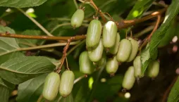 Mrazuvzdorné kiwi