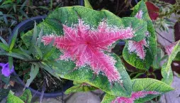 Péče o caladium 