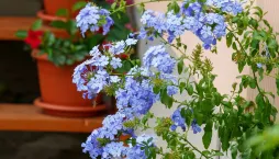 olověnec ouškatý (Plumbago auriculata) 