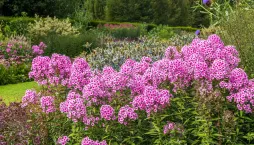 plamenka latnatá, flox (Phlox paniculata) 