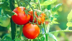 Pěstování rajčat