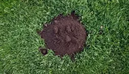  Jak vypadají nejčastější díry na zahradě a co o jejich původci prozradí