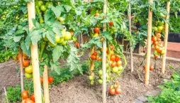 Nejčastější důvody, proč rajčatům padají zelené plody