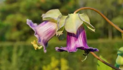 Vilec šplhavý neboli kobea (Cobaea scandens) 