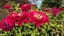 Zinnia elegans