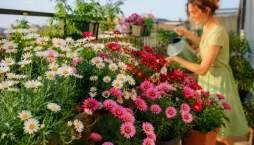 Kopretinovec nebo i kopretina pařížská (Argyranthemum) 