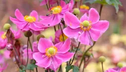 Sasanka hupejská neboli podzimní sasanka (Anemone hupehensis) 