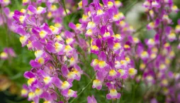 Lnice marocká (Linaria maroccana)