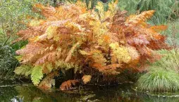 podezřeň královská (Osmunda regalis) 