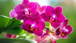 Pěstování orchideje