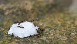 Mravenci v zahradě a jak správně použít směs sody a cukru